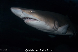 A shark photo using polariser filter from the aquarium in... by Mehmet Salih Bilal 